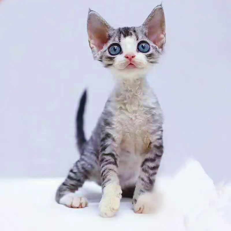 猫舍直销,批发价出售,德文卷毛猫